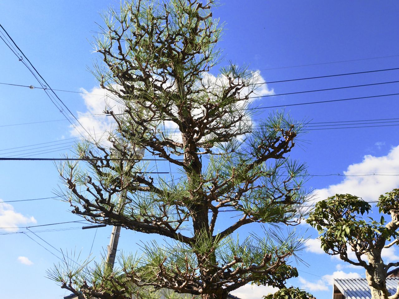 何これ 超絶楽しい今どハマり中の 黒松の剪定 Akkyの２拠点生活奮闘記