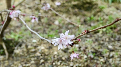 十月桜