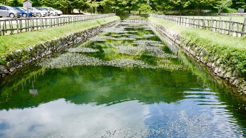 和気閑谷学校　川　梅花藻1