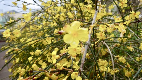 2019　片上雛めぐり　花1