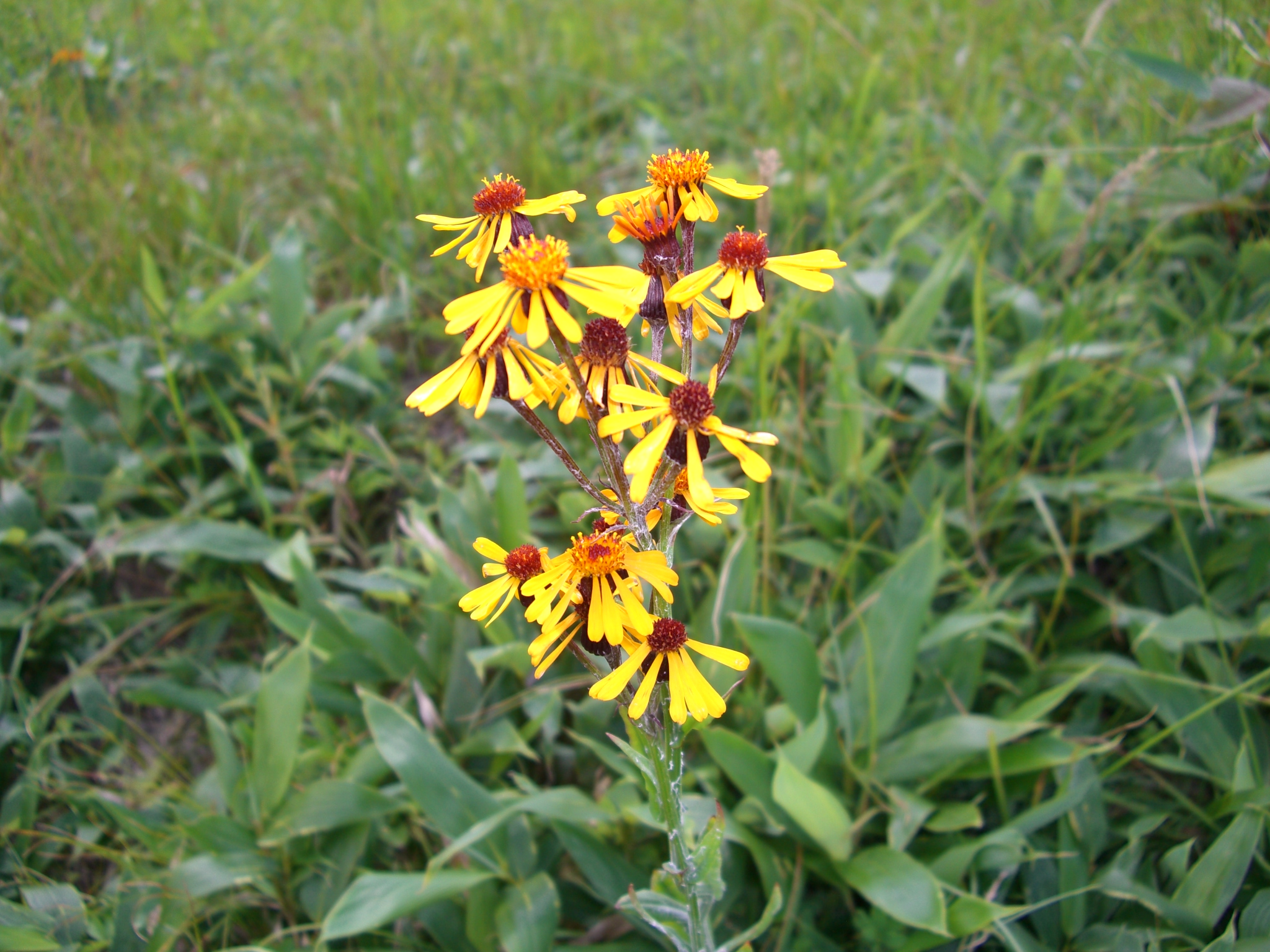 美ヶ原高原に咲く花 私の楽しみ