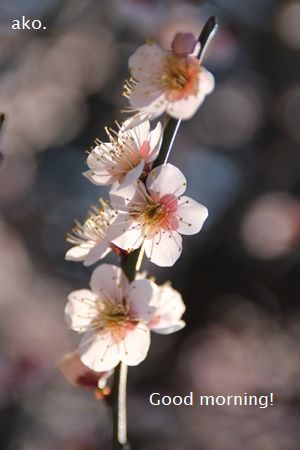 〇2019.2.26 大阪城公園IMG_7009