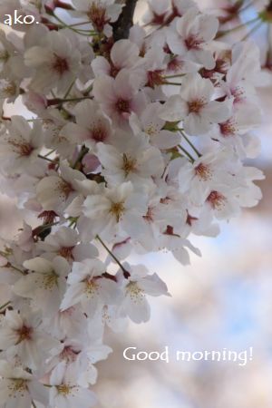 〇桜・扇町公園IMG_7352
