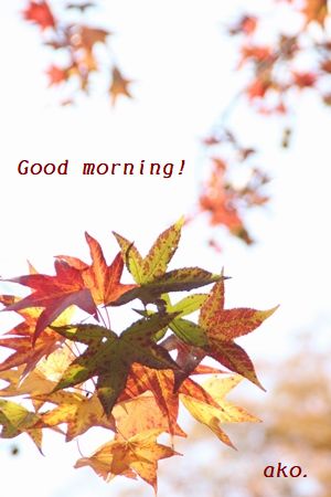 〇 紅葉2019長居IMG_0697