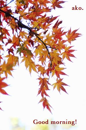 〇 紅葉2019長居 IMG_0661