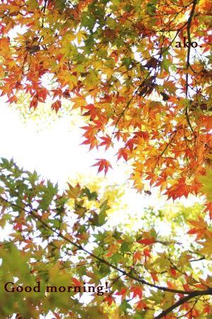 〇 紅葉2019長居 IMG_0669