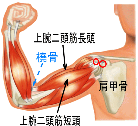本日の留置鍼治療 あなたの道場 あこう堂 日記