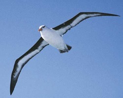 アホウドリ　空