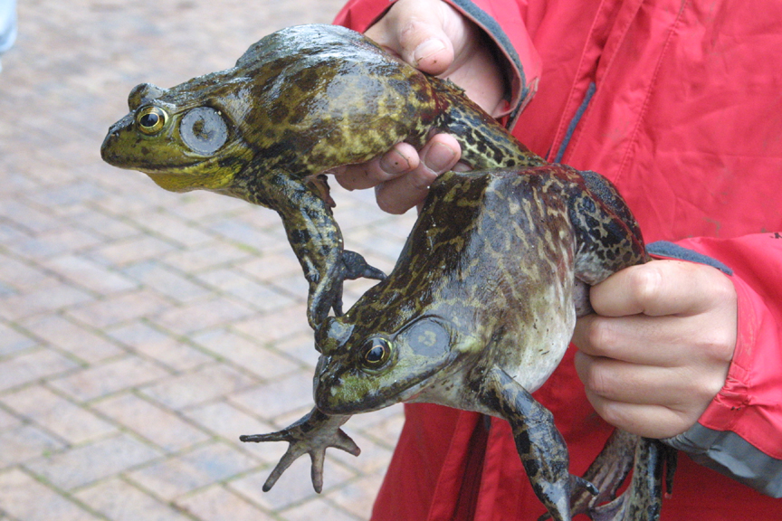 6月22日 千葉ブラックバス Goblin