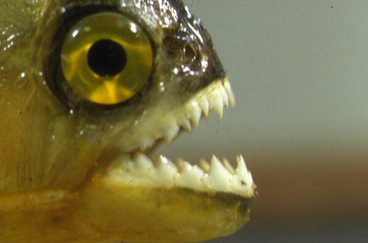 5月17日 タマゾン川支流 東扇島 Goblin 5月17日 タマゾン川支流 東扇島 Goblin