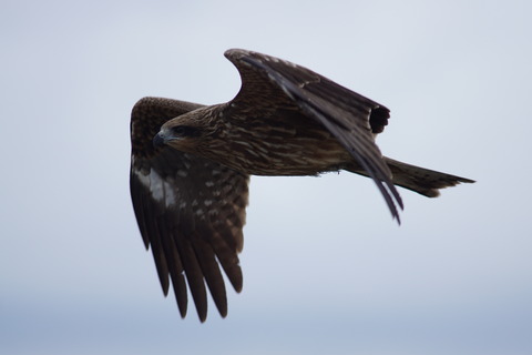 鳶！