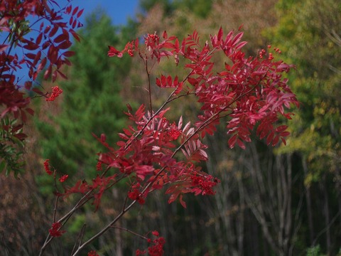 IMGP8590-YASHICA-DX本番