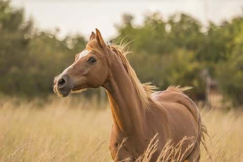 【競馬板スレ】ワイ、大阪杯でとんでもない買い目を思いつくwwwwwwwww