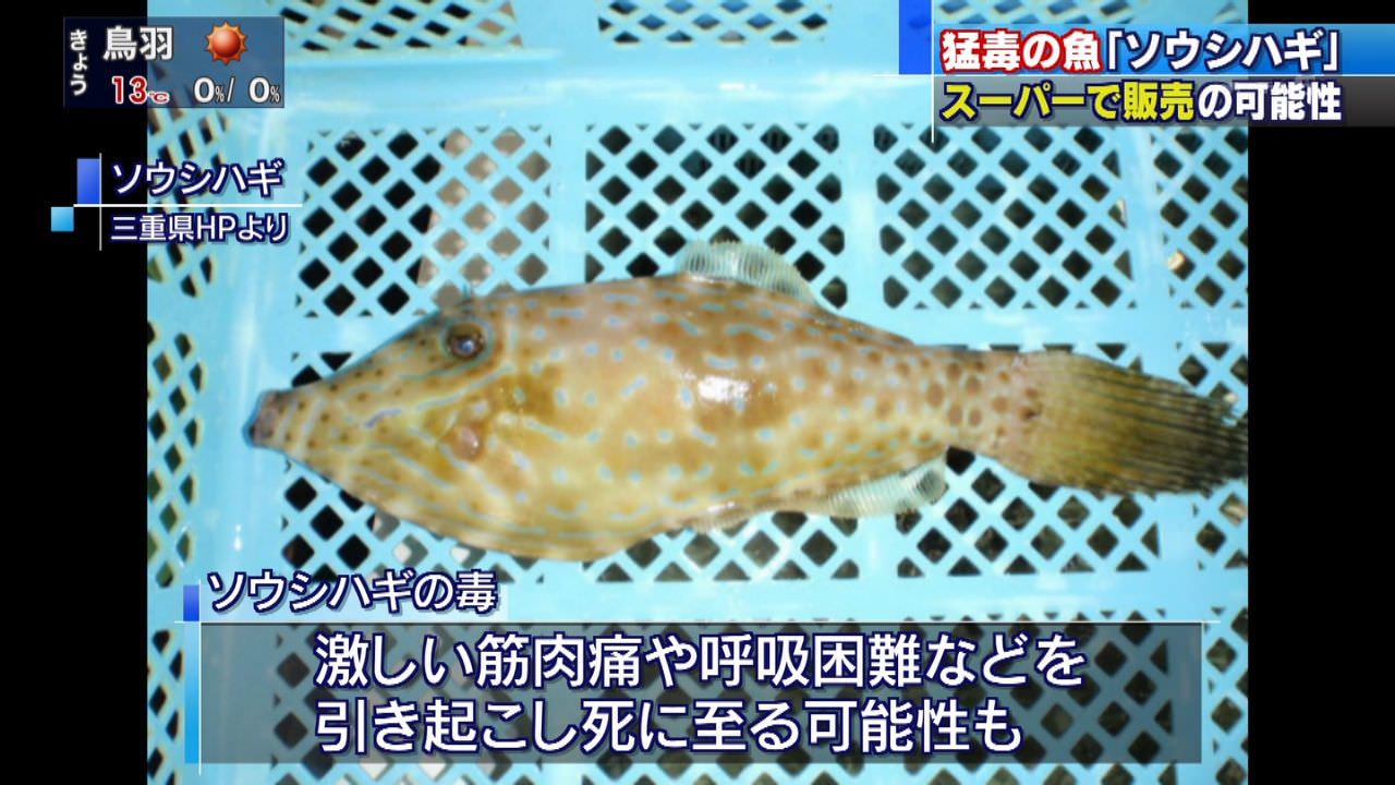 猛毒魚「ソウシハギ」が販売された問題、購入者が「食べたが、元気だ」と届け出