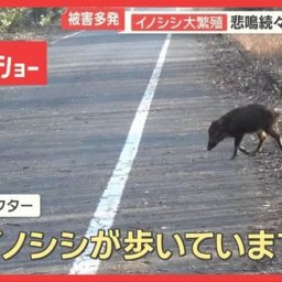 イノシシ大繁殖…1000頭超 悲鳴続々「田んぼ全滅」 突進で歩行者大けが 車に衝突も