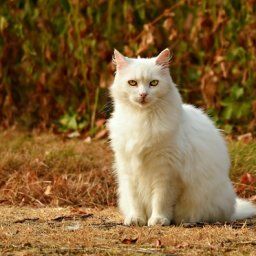 【不思議】いつもアパートにくる猫