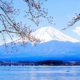 【は?】河口湖で樹木を無断伐採・海外逃亡した通名中国人「娘は日本の大学を受験、私も家族も日本国籍を取得したい」