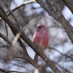 【画像】猛禽類いたから撮ったけどイケメンすぎやろ