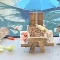 ネコ飼いが庭先にリスのエサ場を作った。特等席で観戦中♪→４匹の猫はずっとこんな様子です…