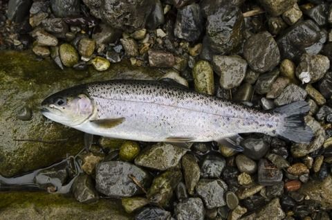 初めて釣った魚種教えて