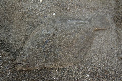 ヒラメ→高級魚、カレイ→煮付けだけの雑魚という風潮