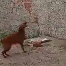 イヌが塀の前にいた。やるぞ、やるぞ、やるぞぉ～！→諦めない犬はこちらです…