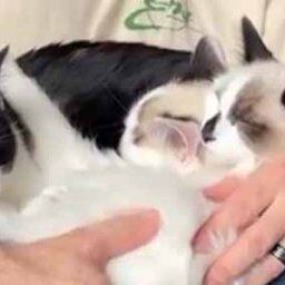 3匹の猫がパパの膝で寝ていた。そこにもう1匹やってくる。ギュウギュウで入れないよぉ→すると…
