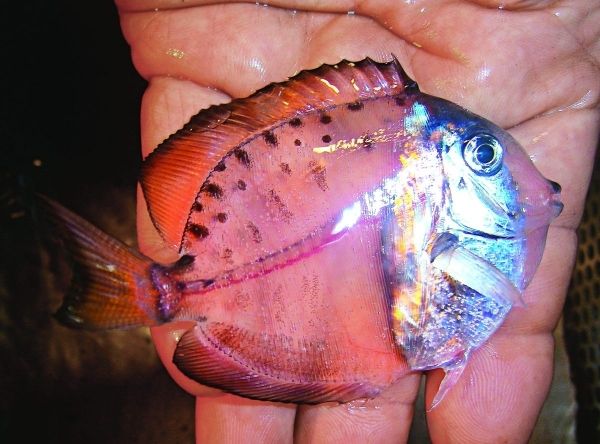 【画像】透明すぎる魚が発見される