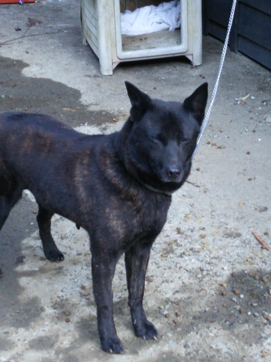 甲斐犬を探しています 山梨県南巨摩郡富士川町平林 猫 ワン 犬 ちゃん特捜掲示板運営者ブログ 甲斐犬を探しています 山梨県南巨摩郡富士川町平林 猫 ワン 犬 ちゃん特捜掲示板運営者ブログ