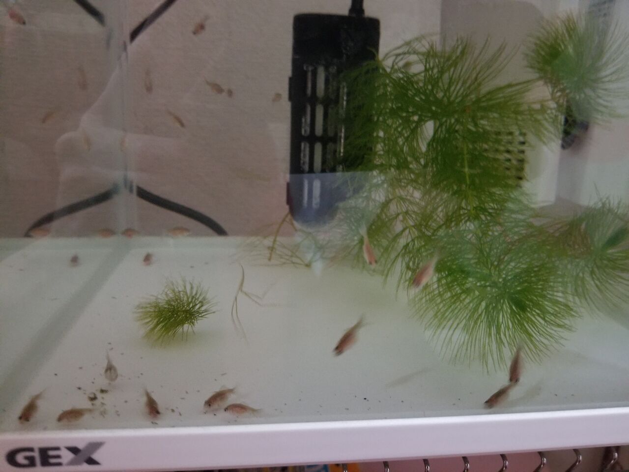 ピンポンパール飼育 初挑戦 のすけママの1日blog ピンポンパール飼育 初挑戦 のすけママの1日blog