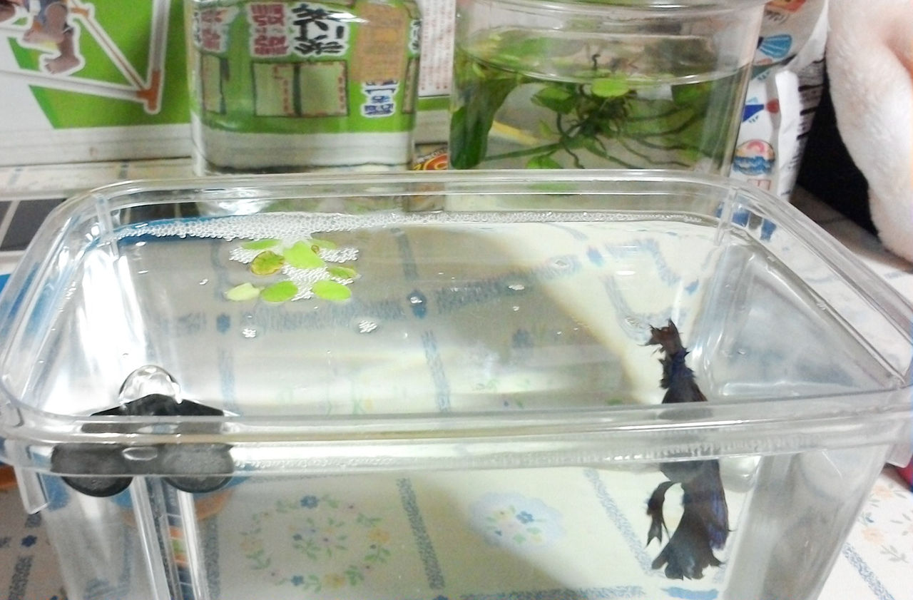 虫かごで初換水 ベタのアラジン 虫かごで初換水 ベタのアラジン