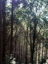龍王山