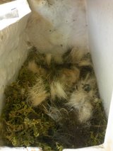 鳥の巣
