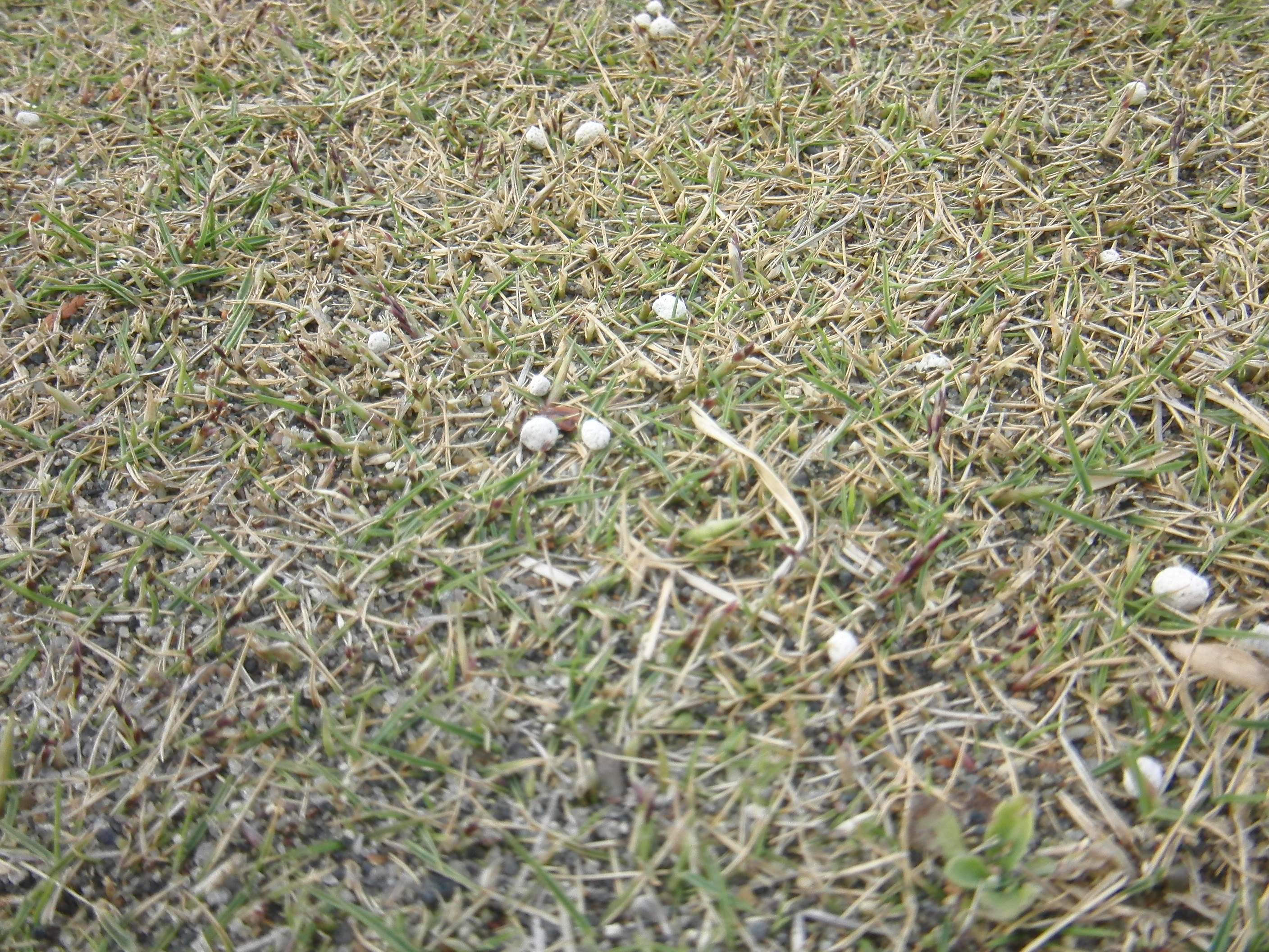 芝の状態 川間アルバトロス レンジのブログ