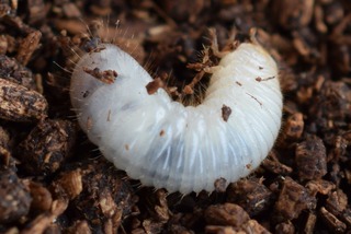 カブトムシの幼虫