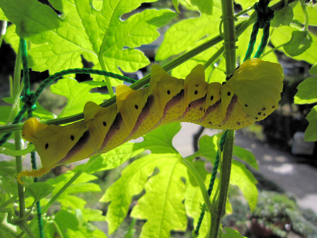 メンガタスズメの終齢幼虫 細見の一日