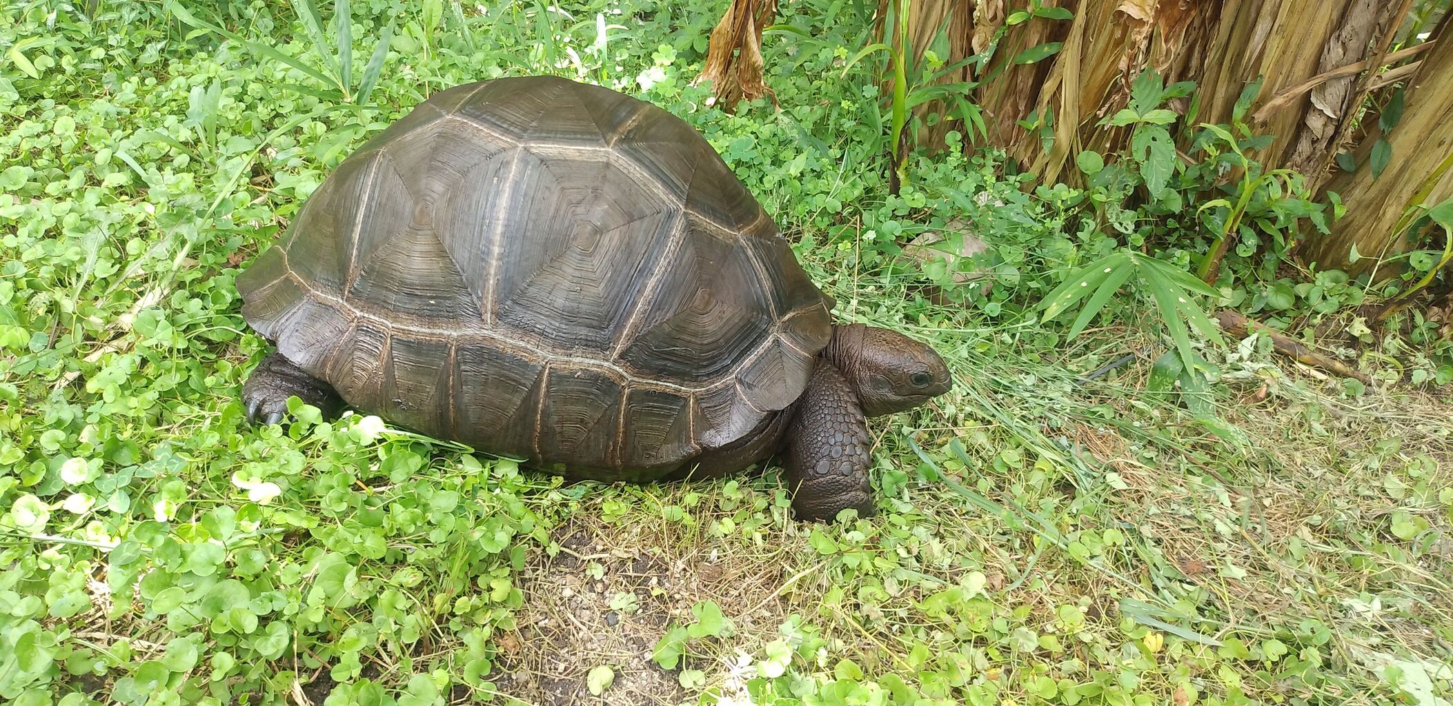 アルダブラゾウガメの飼育を追及するブログ