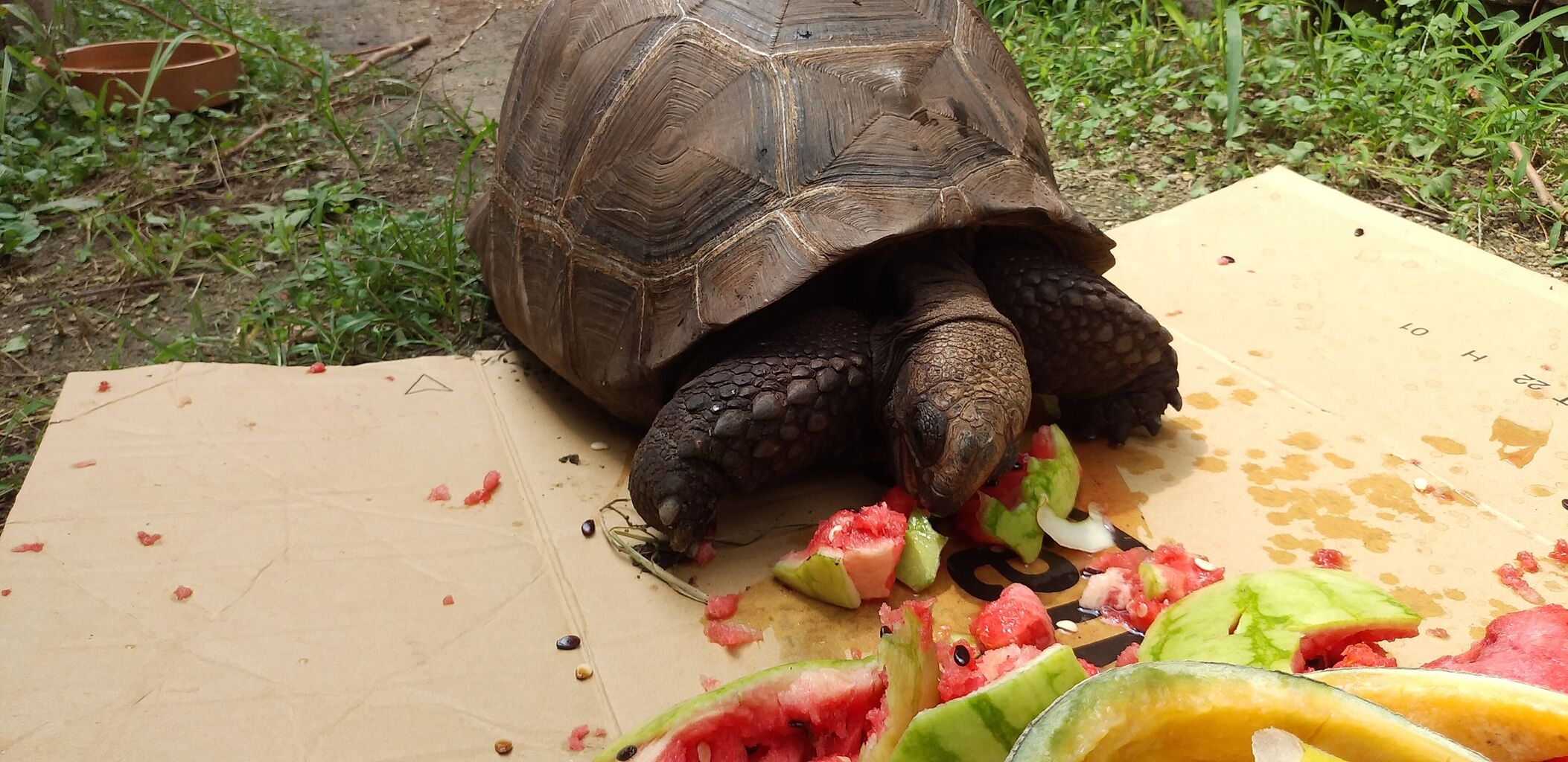 アルダブラゾウガメの飼育を追及するブログ