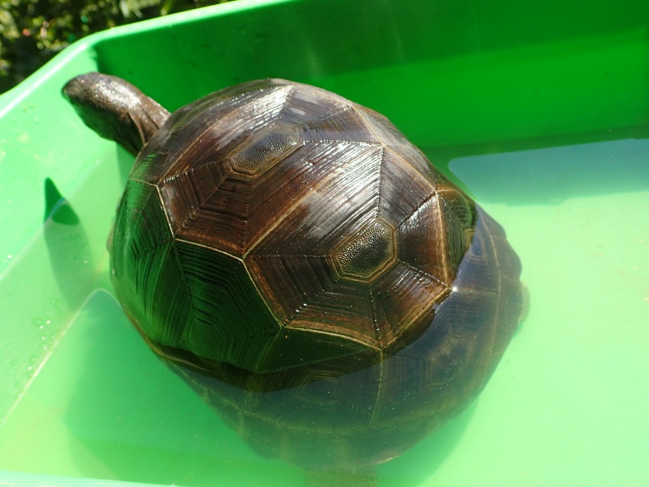 アルダブラゾウガメの飼育を追及するブログ