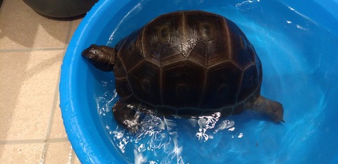 温浴チェック アルダブラゾウガメの飼育を追及するブログ