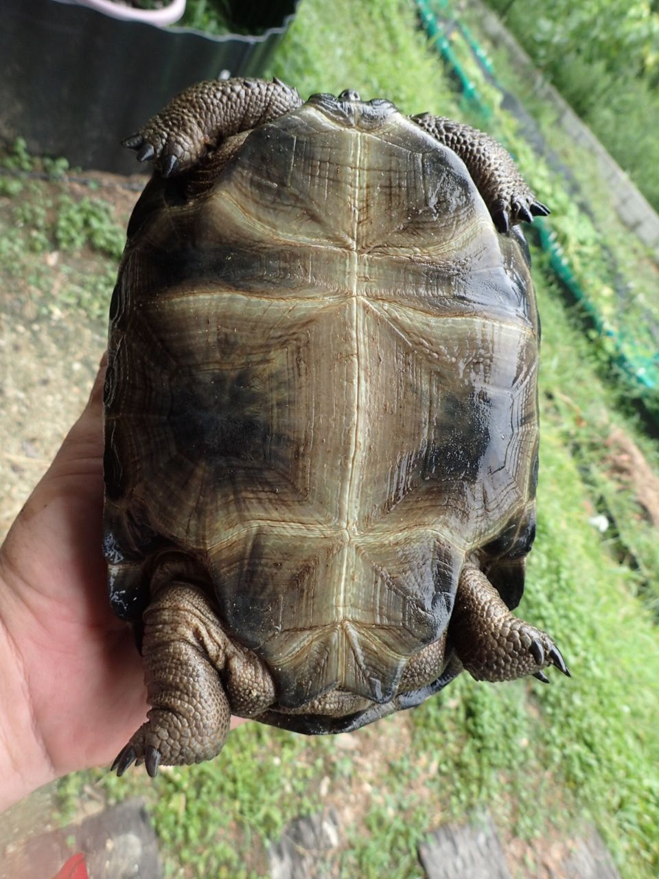 アルダブラゾウガメの飼育を追及するブログ