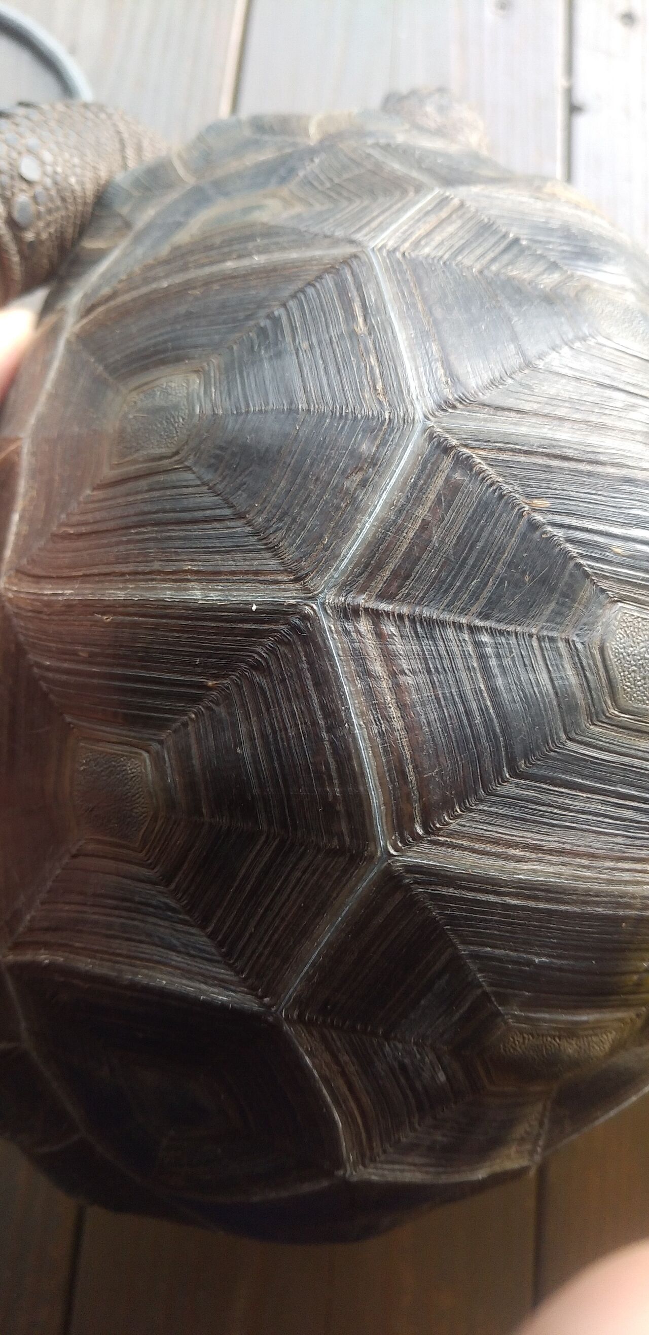 日焼けと成長線 アルダブラゾウガメの飼育を追及するブログ