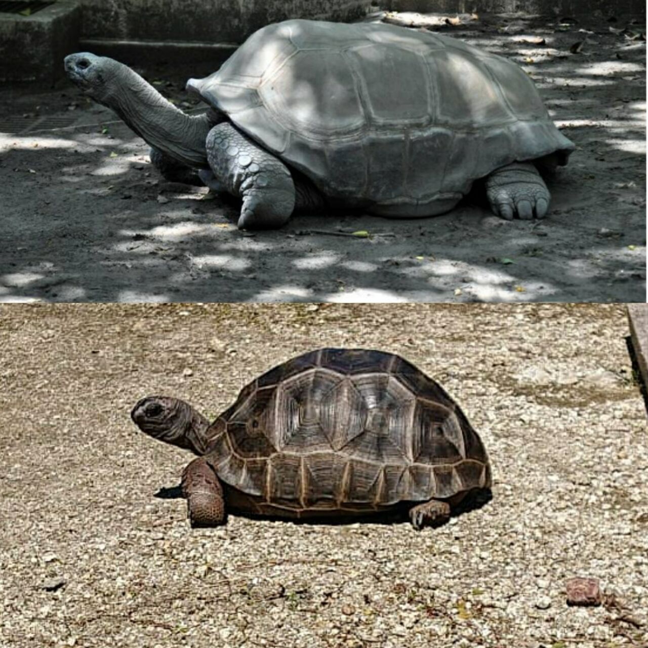 雄なのか アルダブラゾウガメの飼育を追及するブログ