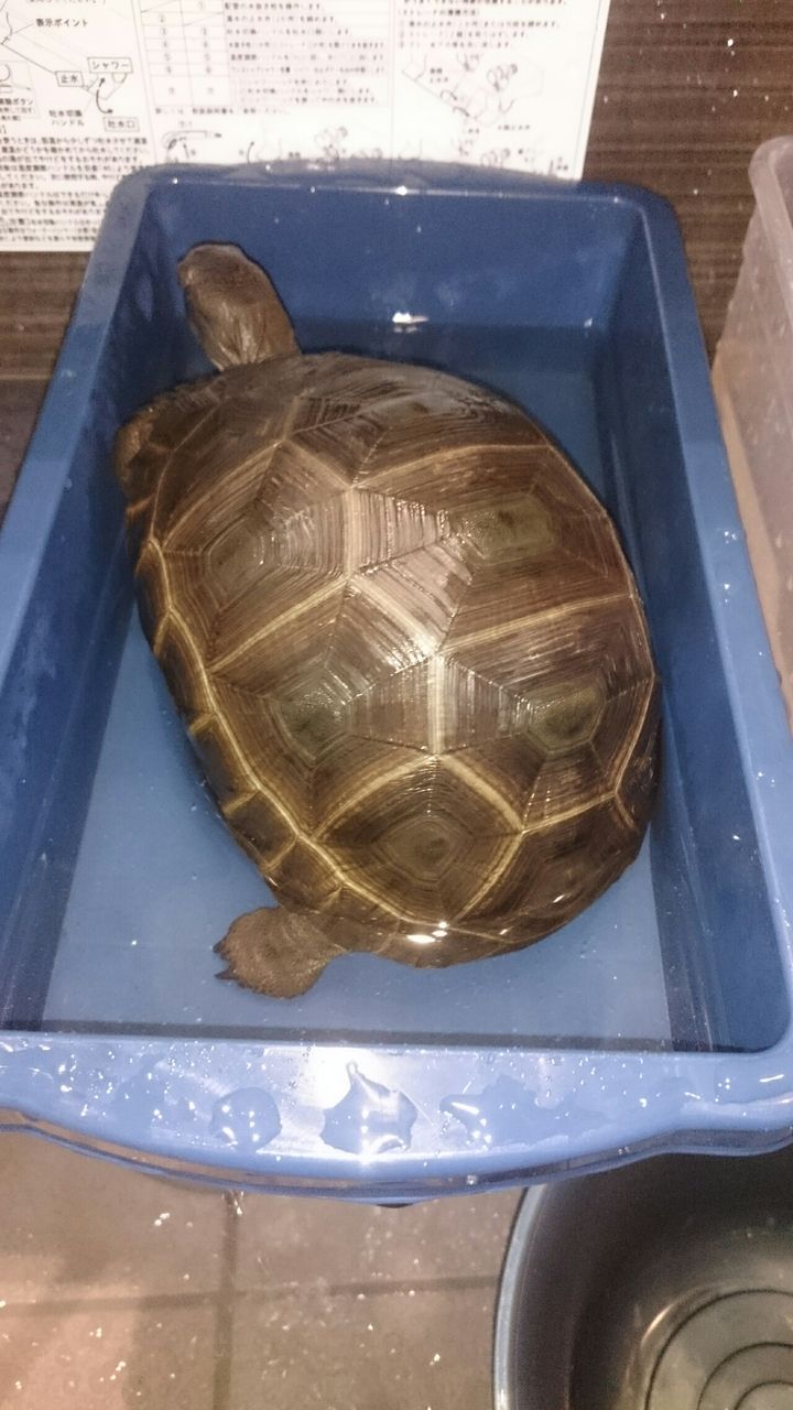 温浴 アルダブラゾウガメの飼育を追及するブログ