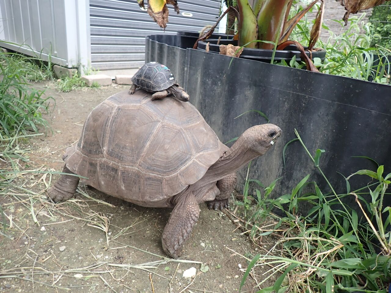 アルダブラゾウガメの飼育を追及するブログ