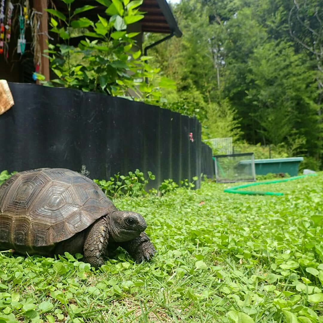 19年07月 アルダブラゾウガメの飼育を追及するブログ