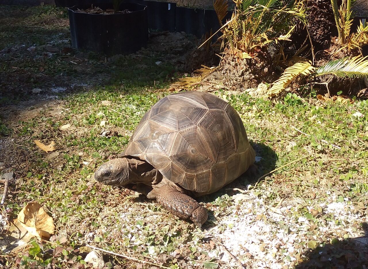 21年01月 アルダブラゾウガメの飼育を追及するブログ