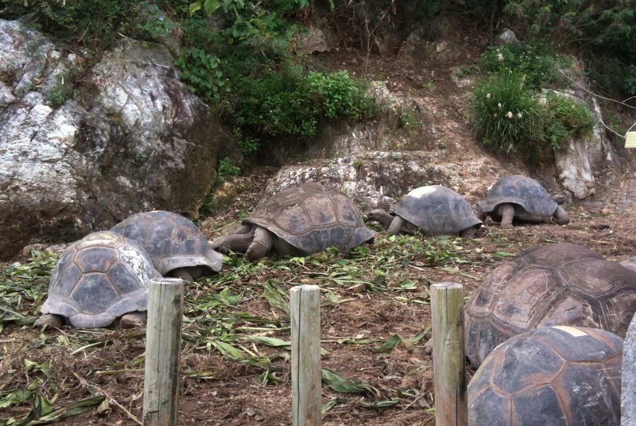 アルダブラゾウガメの飼育を追及するブログ