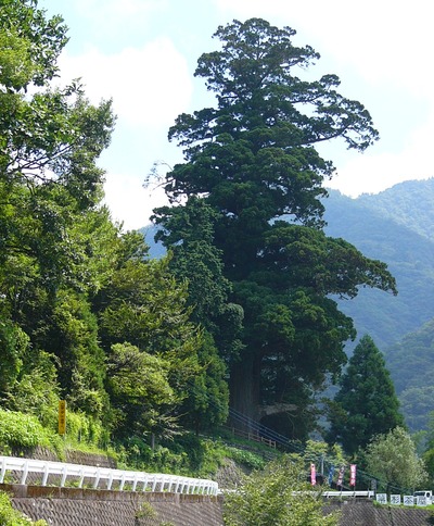 中川の箒スギ