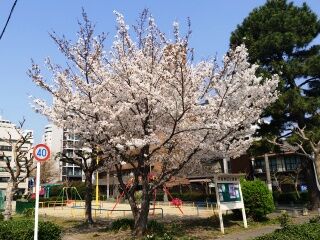 SHG15_260328094103583